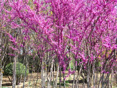 扮靚廠區(qū)美化環(huán)境我公司企業(yè)形象建設扎實推進